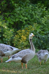 Obraz premium goose in a park