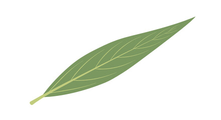 Obraz premium A single, elongated green leaf with prominent lighter veins is positioned diagonally against a pure white background.