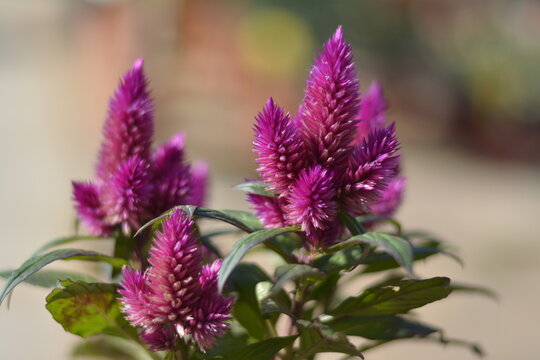 Vibrant purple celosia flowers in close-up with blurred garden background