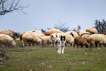 Fototapeta premium a large flock of grazing sheep on a grassy hillside, guarded by Karakachan-style shepherd dog in Bulgaria