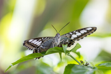 butterfly macro facing you grey © SD3Creative.com