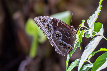butterfly on leaf profile nature © SD3Creative.com