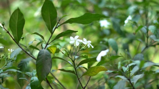 White Pinwheel Jasmine Flowers with Green Leaves in Tropical Garden. Fresh White Crape Jasmine Flowers on Green Foliage Background.