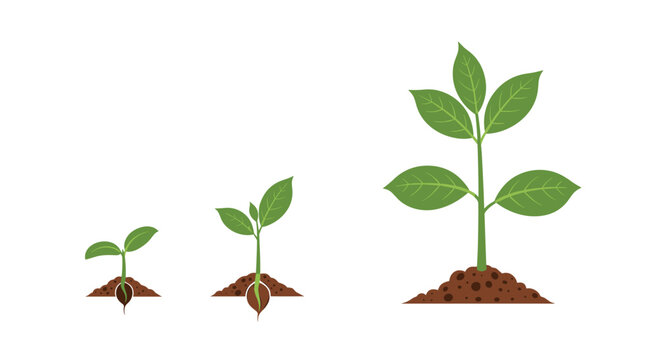 Plant growth stages from seed to sprout and finally a small plant, illustrating the cycle of life, development, and nature.