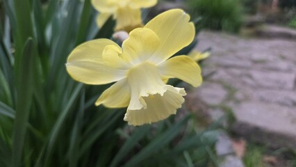 Obraz premium Close-up yellow daffodil in the royal botanical garden of madrid spring bloom for background poster and nature wallpaper