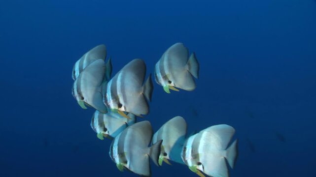 ツバメウオ