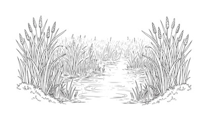Of a narrow waterway flowing through tall reeds and cattails marsh wetland © Towhid