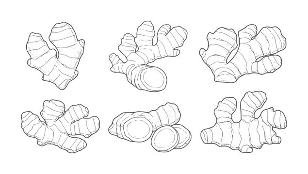 Six hand drawn ginger root in various poses and slices spice food ingredient