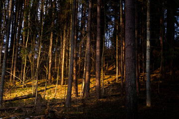 Golden hour light illuminating a dense pine forest interior © Arnas
