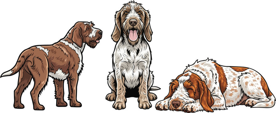 Italian Spinone dog standing rear view sitting smiling lying down pose set