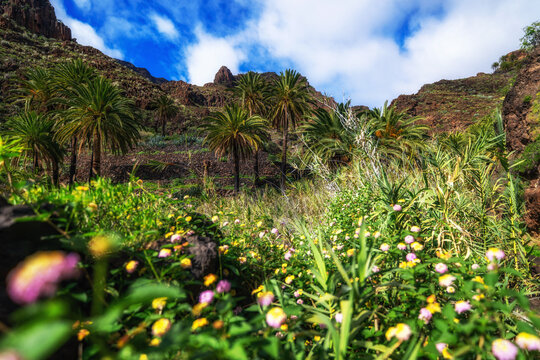 Bunte Blumen im Barranco de Arure auf La Gomera