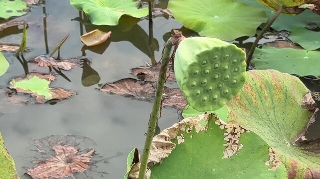 Lotus Pod for Eating in a Pond in Cambodia