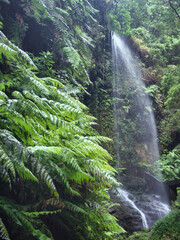 Lush, humid forest waterfall with bright green ferns - A long, narrow waterfall cascades down a mossy, fern-covered rock face in a dense, humid laurel forest on La Palma. © jmag.foto