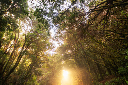 Sonne schein durch die B&auml;ume im Garajonay Nationalpark auf La Gomera