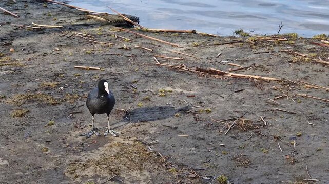 Bird close-up. Coot bird on the river bank. The bird is completely black, except for a bright white beak and a white spot on its forehead. The coot walks on the ground and enters the water of the rive