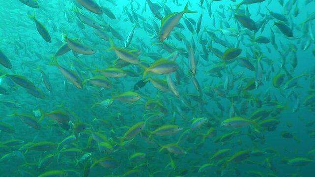 魚群
