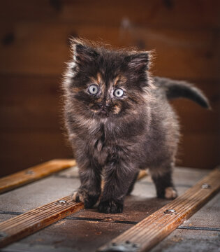 Curious domestic cat kitten Felis catus standing close to camera.