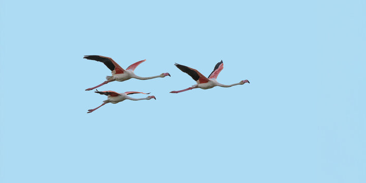 Graceful Flamingos in Flight: Captivating Wild Bird Photography