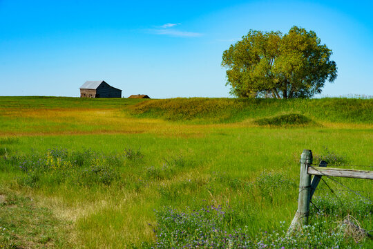 Idyllic Countryside Landscape: Serene Green Fields with Rustic Barn and Majestic Tree Under Clear Blue Sky