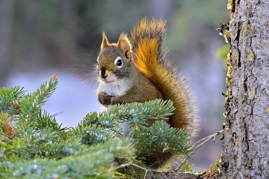 Red Squirrel 260051