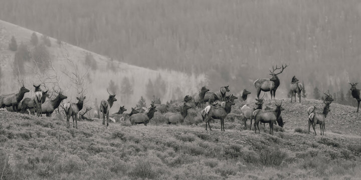 Majestic Elk Herd in Serene Wilderness Landscape &ndash; Explore Nature's Beauty with Stunning Wildlife Photography
