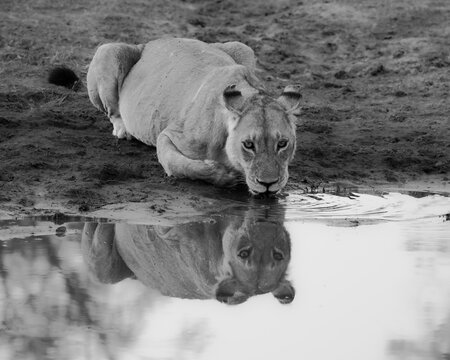 Captivating Image of a Lioness Reflecting at a Waterhole - Explore the Majestic Beauty of Wildlife Photography