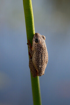 Spotted Reed Frog Clinging to Reed: Nature's Camouflage at Work