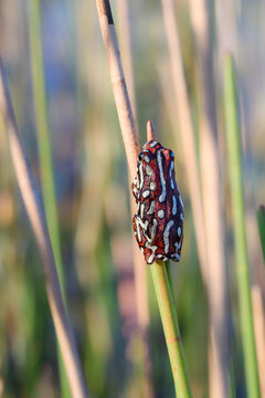 Tiny Painted Reed Frog Climbing Reeds in Okavanga Delta- Captivating Nature Photography