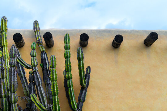Desert Serenity: Cactus Silhouettes Against a Rustic Adobe Wall and Sky