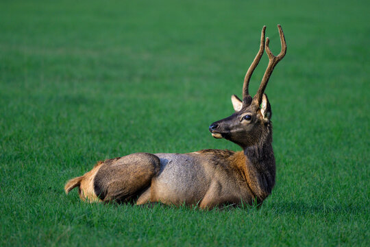 Young Male Elk with New Spikes Relaxing in Lush Green Meadow: Wildlife in Nature's Serenity