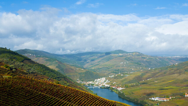 Europe, Portugal, Douro Valley. The vineyards of the Douro Valley in autumn on terraced hillsides above the Douro River.