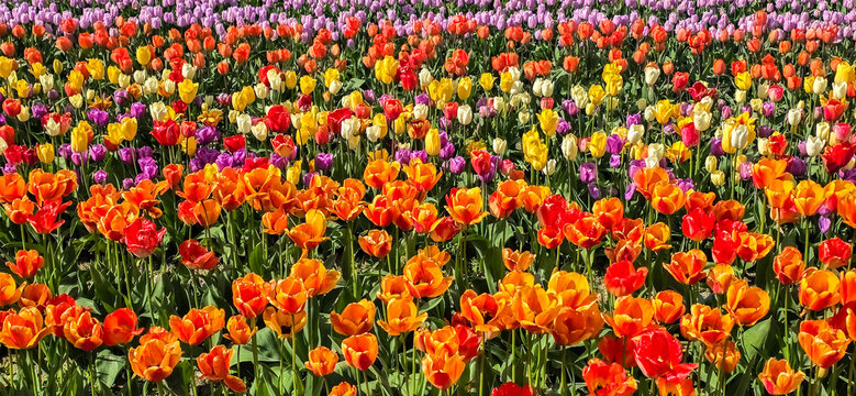USA, Washington State, Skagit Valley. Rows of bright colored tulips on display.