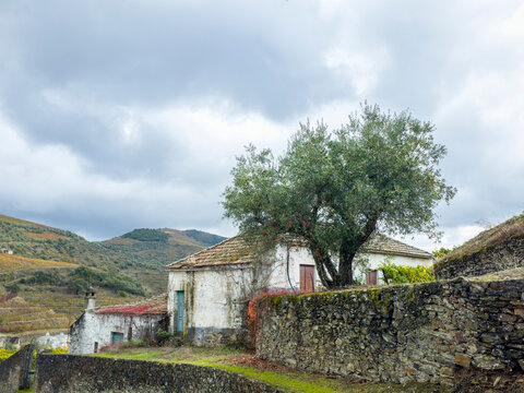 Europe, Portugal, Douro Valley. The vineyards of the Douro Valley in autumn on terraced hillsides above the Douro River.