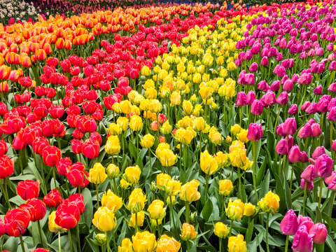 USA, Washington State, Skagit Valley. Rows of bright colored tulips on display.