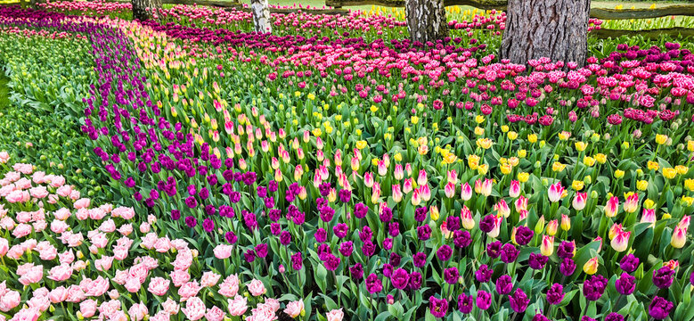 USA, Washington State, Skagit Valley. Rows of bright colored tulips on display.