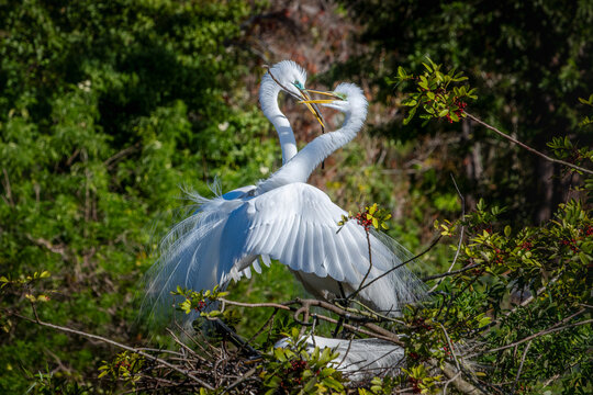 Great White Egret male presents stick to female for nest building in Florida, USA