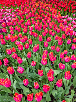 USA, Washington State, Skagit Valley. Rows of bright colored tulips on display.