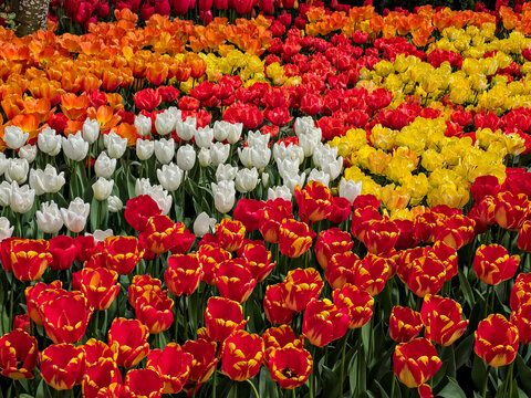 USA, Washington State, Skagit Valley. Rows of bright colored tulips on display.