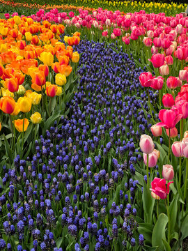 USA, Washington State, Skagit Valley. Rows of bright colored tulips on display.
