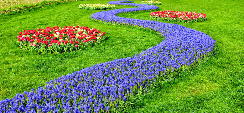 USA, Washington State, Skagit Valley. Tulips and hyacinths on display.