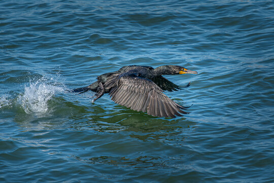 Double-crested comerant makes a running start to take flight in the Indian River Lagoon, Florida, USA