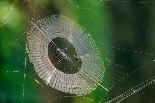 Intricate orb Spider Web Design: Nature's Stunning Masterpiece in Perfect Symmetry