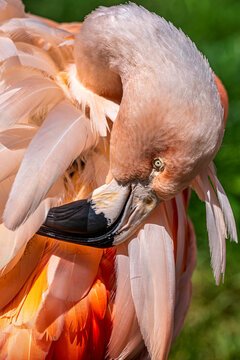 Discover the Graceful Beauty of a Flamingo: Vibrant Plumage and Unique Features in Stunning Detail