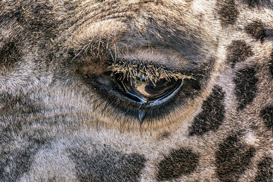 Close-Up of a Giraffe's Eye: Discover the Beauty of Wildlife Details