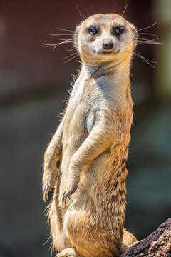 Alert Meerkat standing watch over the colony
