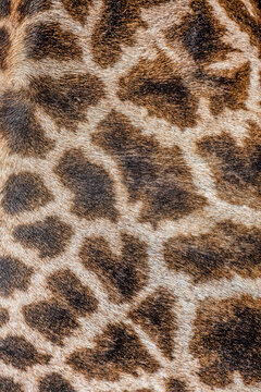 Explore the intricate patterns of giraffe fur: A close-up look at nature's unique design