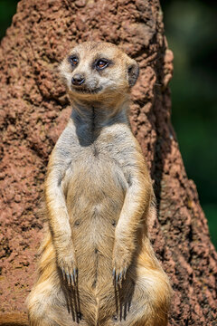 Alert Meerkat standing watch over the colony