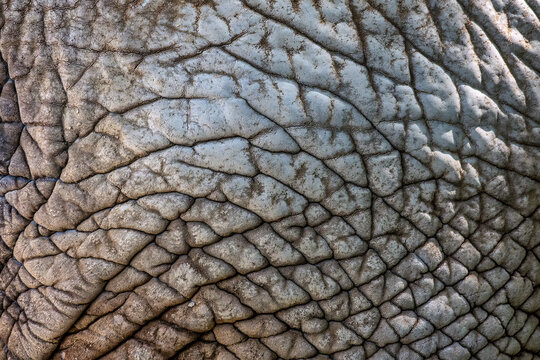 Close-Up of Elephant Skin Texture: Discover the unique patterns and resilience of elephant skin