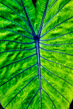 Vibrant Close-Up of a Blue Hawaii Taro leaf