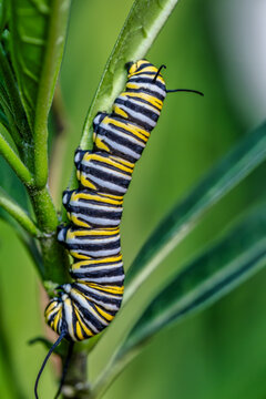 Vivid Monarch Caterpillar on Milkweed Leaf - Witness the Start of Its Incredible Transformation